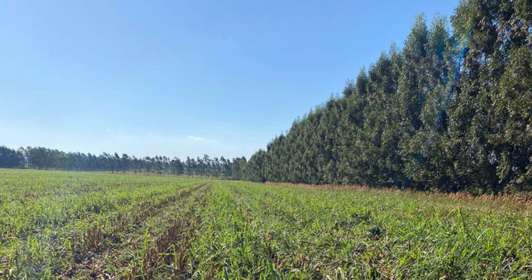 propriedade-paranaense-tem-reducao-de-custos-na-agricultura-e-alta-produtividade-na-pecuaria-com-ilpf