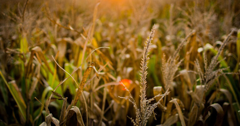 cinco-fatos-que-voce-nao-sabe-sobre-a-previsao-do-tempo-no-setor-agricola