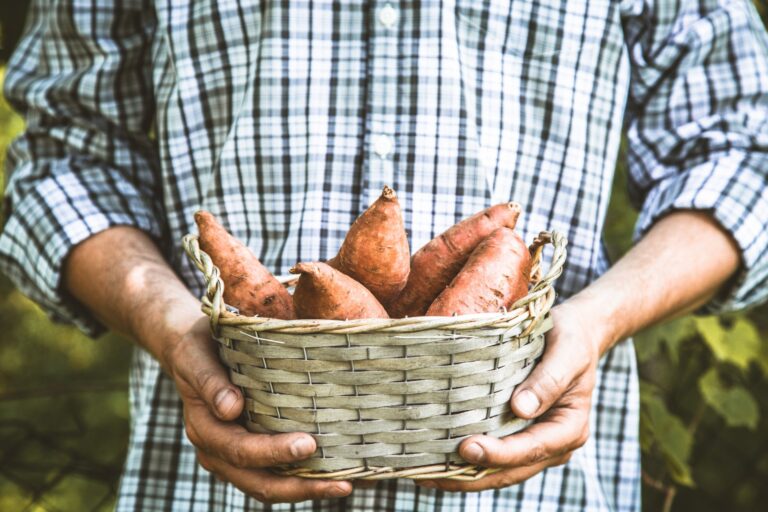 agricultores-inovam-com-producao-de-farofa-de-batata-doce