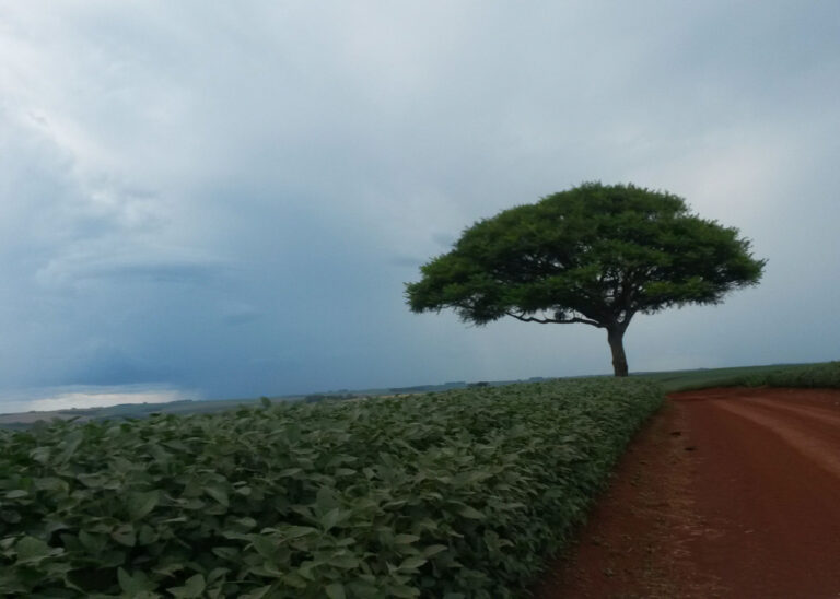 modelos-matematicos-apontam-como-a-producao-agricola-no-cerrado-sofrera-os-impactos-das-mudancas-no-clima