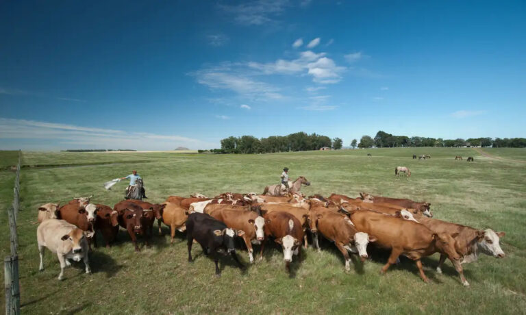 subsidios-da-uniao-europeia-favorecem-primeiro-a-pecuaria;-agricultura-fica-em-segundo-plano