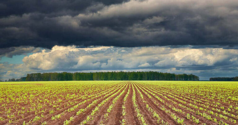 inverno-e-el-nino:-agricultura-busca-solucoes-para-enfrentar-desafios-climaticos