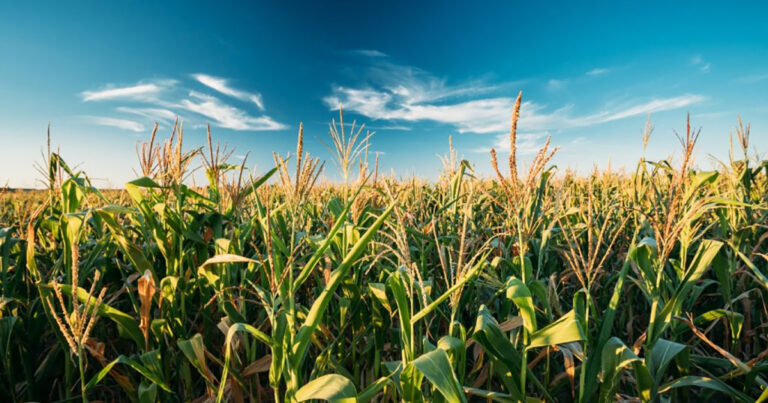 abril-exigira-atencao-redobrada-de-agricultores,-por-conta-do-clima