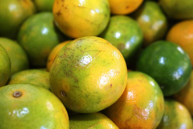 limoes,-laranjas-e-tangerinas:-citricultura-ocupa-metade-da-area-de-frutas-no-pr