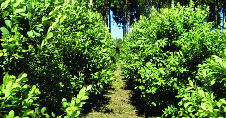 produtores-investem-no-preparo-do-solo-para-aumentar-produtividade-da-erva-mate