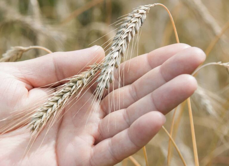 triticale:-quais-suas-vantagens-para-o-cultivo-e-como-comecar