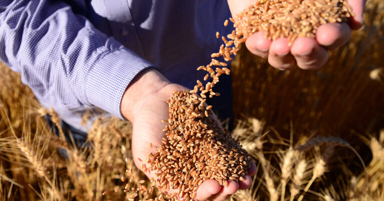 el-nino-afeta-a-producao-de-sementes-no-sul-do-pais