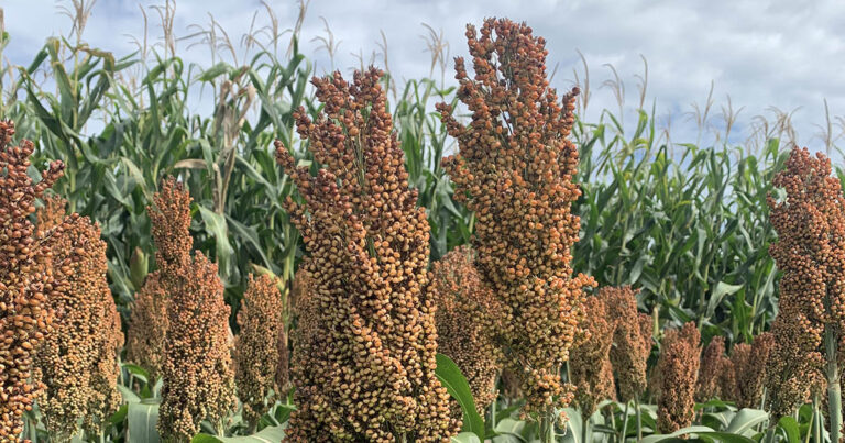 sorgo:-uma-alternativa-para-diversificacao-de-culturas-para-o-produtor-rural