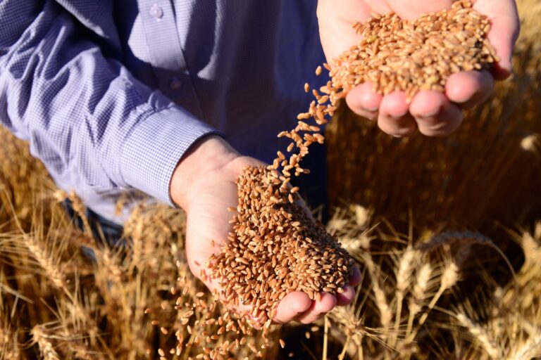 el-nino-afeta-producao-de-sementes-de-trigo-no-sul