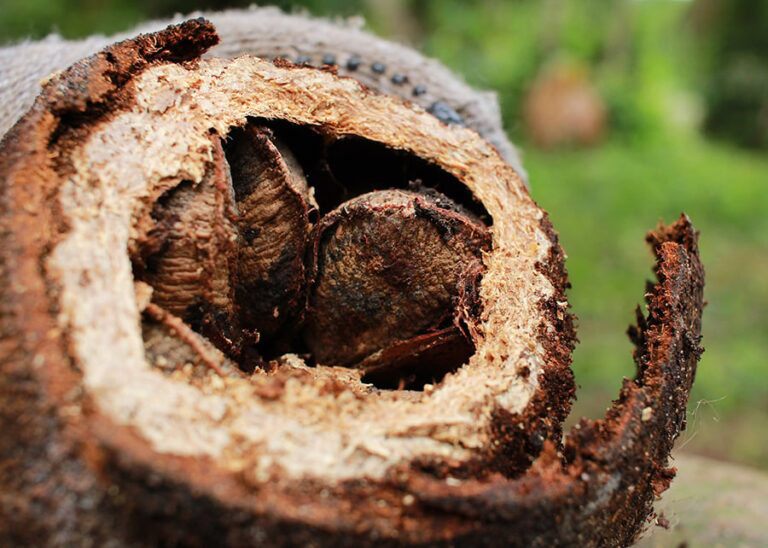 castanha-do-para:-portaria-que-regulamenta-cadeia-sera-atualizada