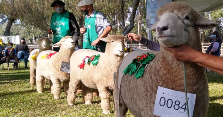 julgamentos-devem-mostrar-qualidade-genetica-dos-criadores-durante-a-fenovinos