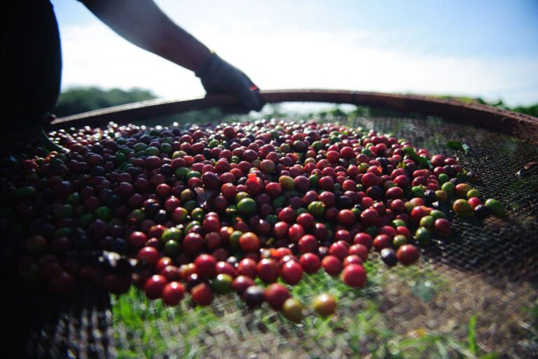 consorcio-que-inclui-o-brasil-sequencia-o-genoma-do-cafe-arabica