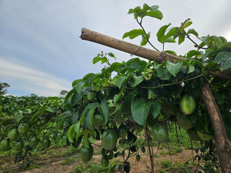 irrigacao-transforma-regiao-de-goias-em-polo-de-fruticultura