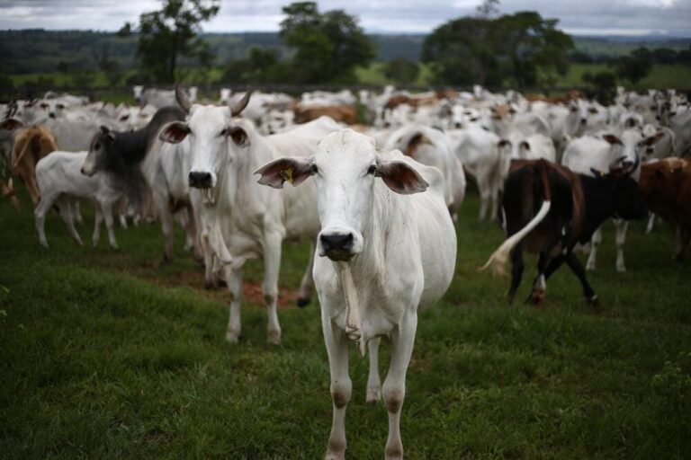 sistema-de-recria-na-pecuaria-de-corte:-quais-as-suas-caracteristicas?