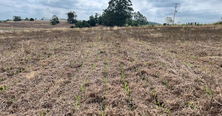 antecipar-semeadura-de-pastagens-no-outono-aumenta-o-ganho-por-hectare