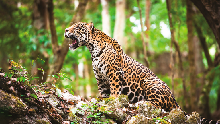 trabalhador-rural-morre-apos-ataque-de-onca