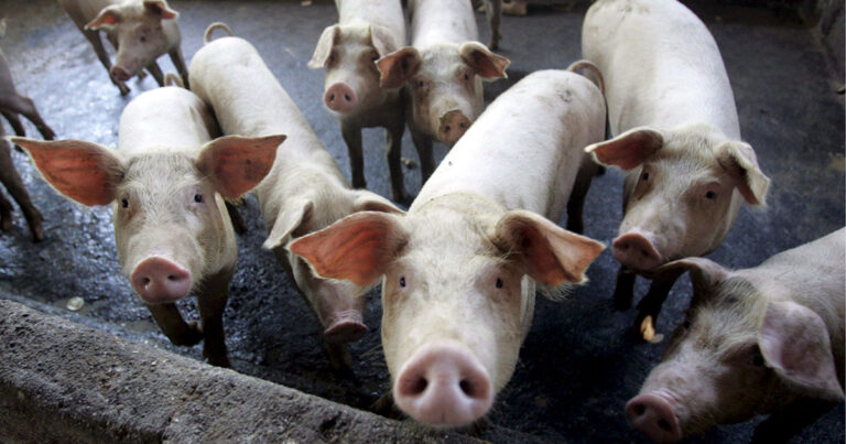 alta digestibilidade do concentrado proteico de soja-garante mais saude para leitoes