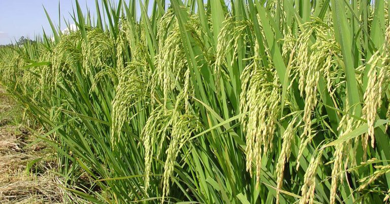 soja-e-arroz-ganham-incremento-de-produtividade-em-mais-de-80%-dos-ensaios-realizados-com-a-nutricao-ideal