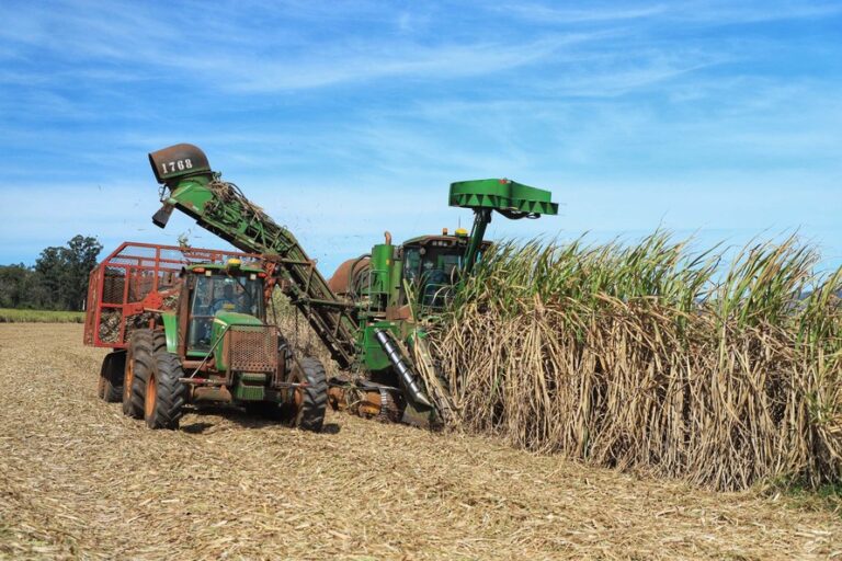 brasil-tera-recorde-na-producao-de-acucar-mesmo-com-reducao-na-producao-de-cana