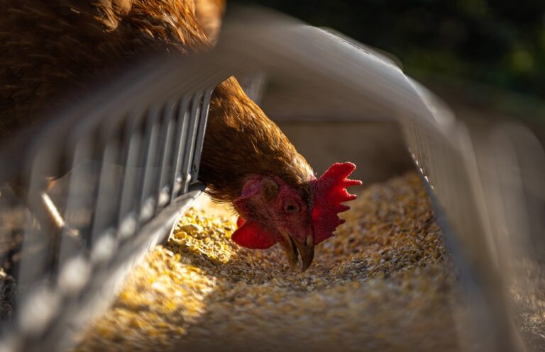 avicultura-paranaense-bate-seu-proprio-recorde-e-completa-uma-decada-como-o-maior-exportador-de-carne-de-frango