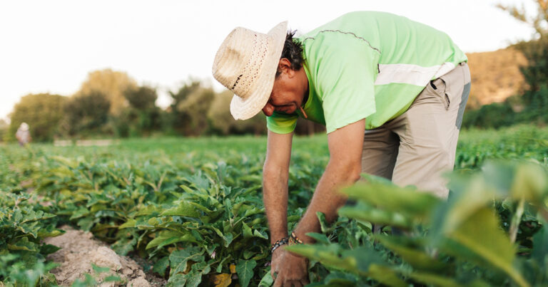 alongamento-da-divida-rural-e-sua-importancia-para-os-produtores-rurais