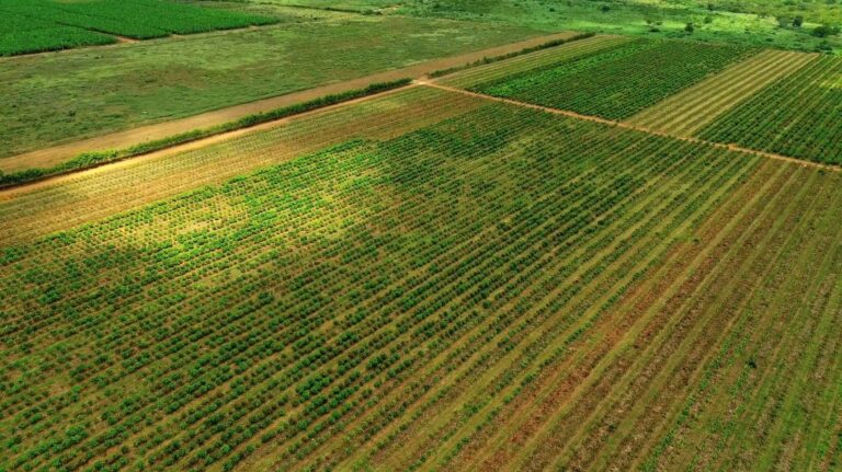 demanda-por-cacau-atrai-investimentos-no-cerrado-baiano