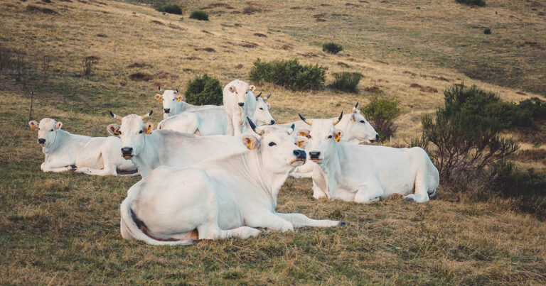 reproducao-e-bem-estar-animal:-aliados-para-uma-pecuaria-mais-sustentavel