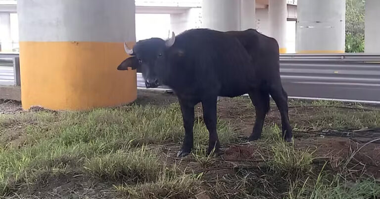 enchentes-afetam-milhares-de-animais-da-pecuaria-no-rio-grande-do-sul