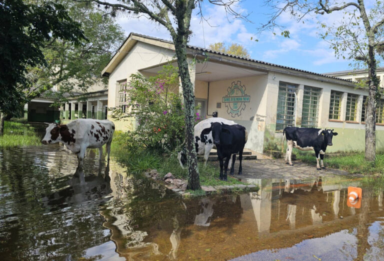 alagamentos-atingem-escolas-agricolas e-animais-estao-ilhados