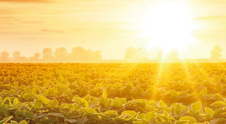 campo-futuro-vai-reunir-dados-estrategicos-da-agropecuaria-do-parana