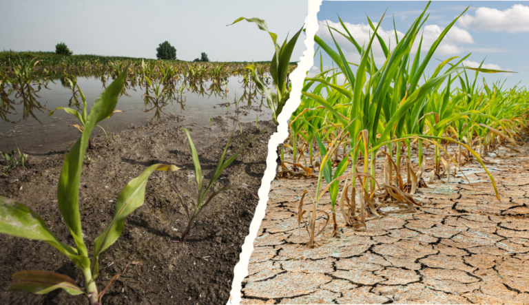 proagro:-cobertura,-regras-e-incidencia-deste-seguro-agricola