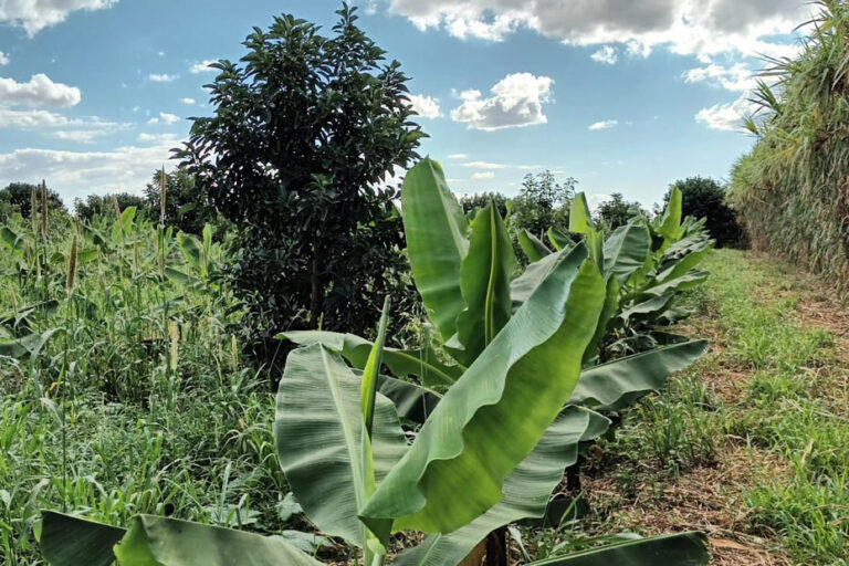 com-tecnologia,-lucro-com-a-banana-supera-renda-com-a-soja