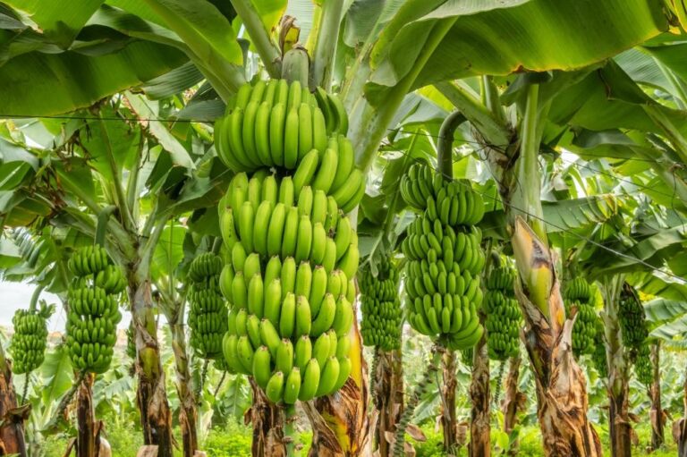 banana:-medidas-fitossanitarias-mais-rigorosas-com-novo-cadastro