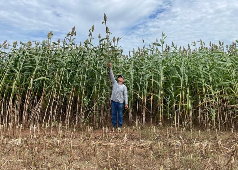 novo-sorgo-forrageiro-alia-alta-produtividade-e-qualidade-nutricional