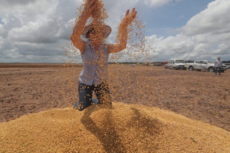 producao-de-soja-no-amazonas-cresce-172%.-noticia-muito-boa!