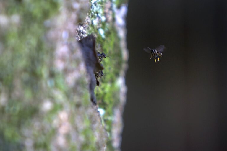 pesquisadores-da-unicentro-e-unesp-estudam-“efeitos-de-borda”-em-vespas-e-abelhas