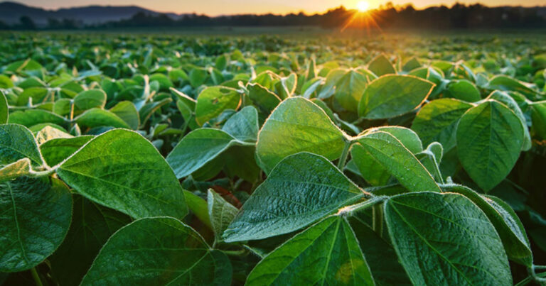 uso de molecula ubp em bioativador pode mitigar efeitos fitossanitarios em aplicacoes foliares​‌​