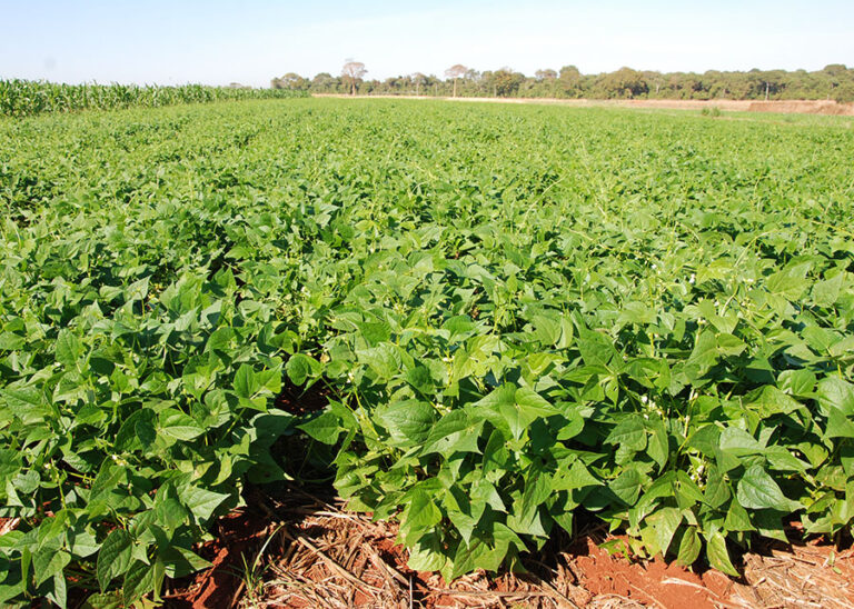 plantio-direto-aumenta-diversidade-microbiana-do-solo-e-protege-as-plantas