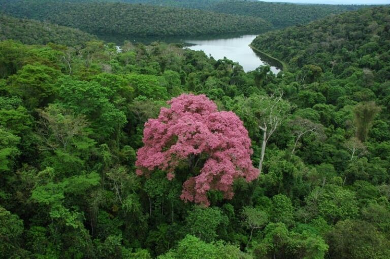 desmatamento-da-mata-atlantica-registra-queda-de-57%-em-mg