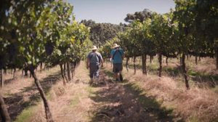 “querencia-amada”-embala-nova-campanha-de-apoio-os-vinhos-gauchos