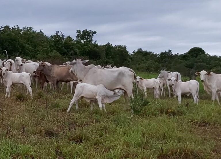 taxa-de-prenhez-na-pecuaria-de-corte:-como-calcular?