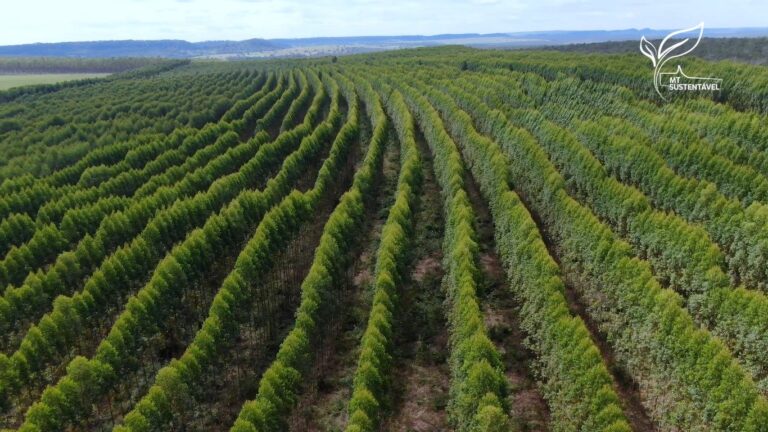 camara-aprova-exclusao-de-silvicultura-do-rol-de-atividades-poluidoras