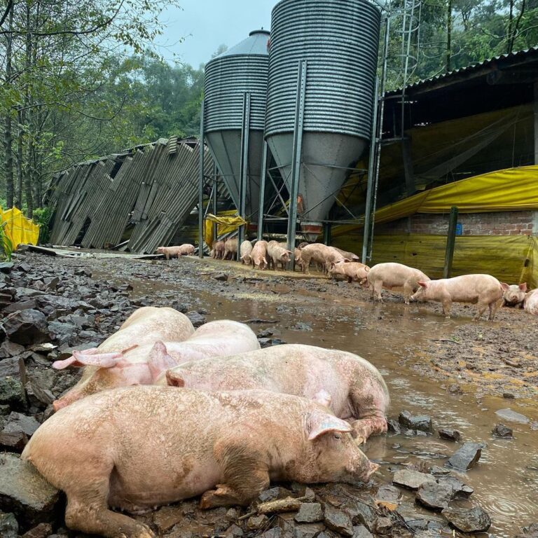 conselho-de-veterinaria-cria-grupo-de-trabalho-para-bem-estar-animal-em-caso-de-tragedias