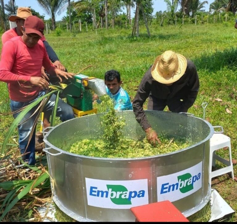 dia-de-campo-vai-apresentar-tecnologias-para-producao-pecuaria-sustentavel-no-am