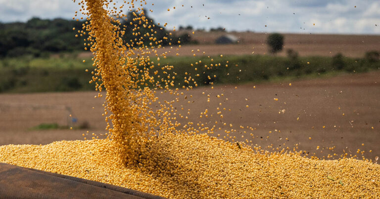 condicoes-dos-cultivos-de-soja,-milho,-arroz-e-trigo-no-brasil-sao-destaques-do-monitoramento-agricola-global