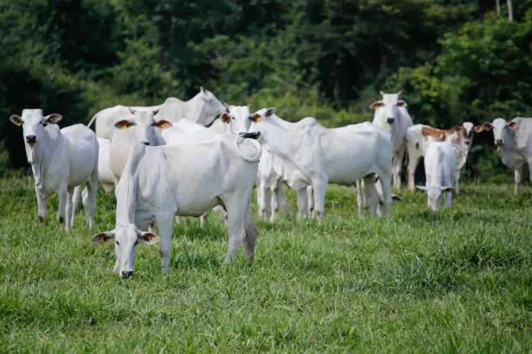 abate-de-bovinos-chega-a-1-milhao-de-cabecas-em-goias