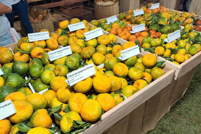 municipio-paranaense-e-o-principal-produtor-de-tangerinas-do-brasil