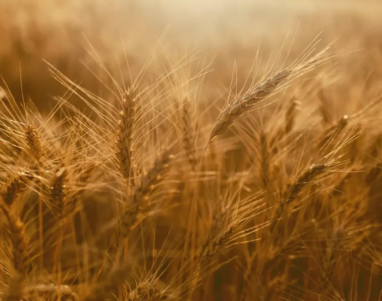 condicoes-dos-cultivos-de-soja,-milho,-arroz-e-trigo-no-brasil-sao-destaques