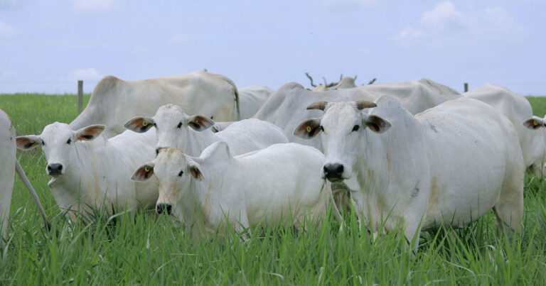 pecuaria-bovina:-melhoramento-genetico-e-o-lucro-na-fazenda