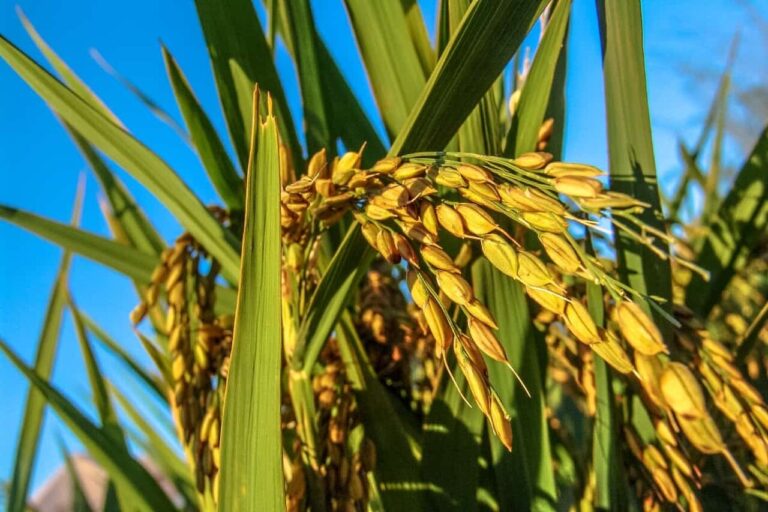 china-atinge-calor-recorde-e-producao-de-arroz-esta-ameacada